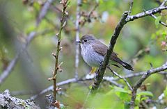 Taiga Flycatcher